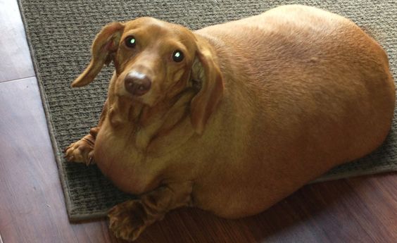 PERRO OBESO 2