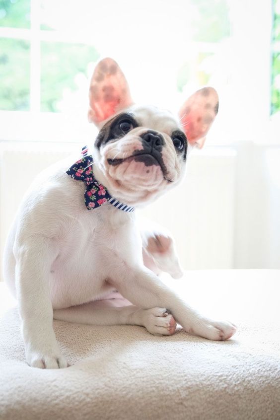 alergia en la piel perro